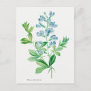 Search for botantical Antique