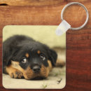Search for puppy key rings Dogs