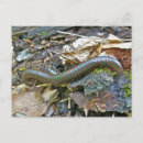 Search for items postcards Nature