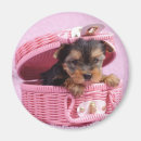 Search for terrier magnets Yorkshire