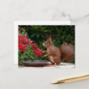Search for red squirrel postcards Cute