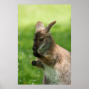 Search for wallaby posters Australian