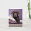 Search for labrador retriever dog postcards Puppies