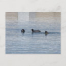 Search for park ducks postcards Photography