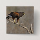 Search for raptor badges Bird