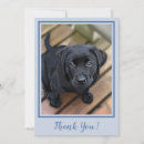 Search for blues labs cards Labrador retriever