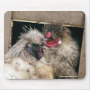 Search for chicken mousepads Poultry