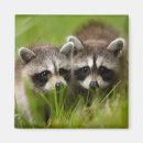 Search for two animals magnets Young animal