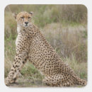 Search for nature pattern stickers Wildlife