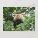 Search for capuchin postcards Wildlife