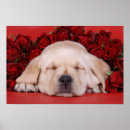Search for labrador retriever art Yellow