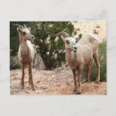 Search for bighorn sheep postcards Photography