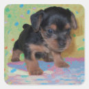 Search for yorkie stickers Pup