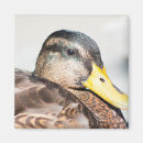 Search for anas magnets Wildlife