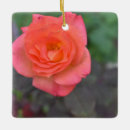 Search for plants christmas tree decorations Floral