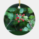 Search for branches christmas tree decorations Berries