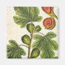 Search for figs magnets Botanical