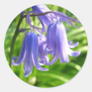 Search for bluebell flower stickers Nature