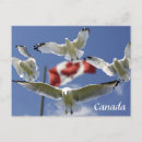 Search for canada souvenirs postcards Flag