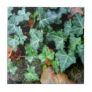 Search for garden wall tiles Plant