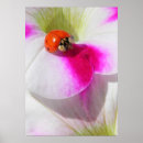 Search for ladybug posters Pink