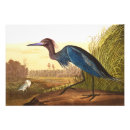 Search for ornithologist posters Wildlife