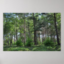 Search for new forest posters Nature