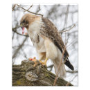 Search for predatory posters Wildlife