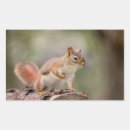 Search for red squirrel stickers Animal