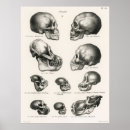 Search for human evolution posters Comic