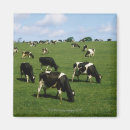 Search for friesian magnets Cow