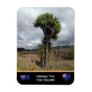 Search for cabbage tree Travel