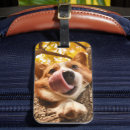 Search for dog luggage Pet