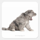 Search for sheepdog stickers Animals