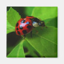 Search for lady bug magnets Insect