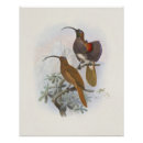Search for vintage bird posters Exotic