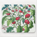 Search for solanum Botanical