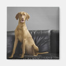 Search for dog portrait magnets Looking at camera