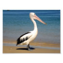 Search for bird of paradise art Summer