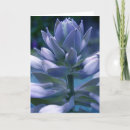 Search for hosta cards Flowers