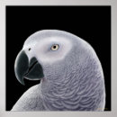 Search for grey parrot posters Parrots