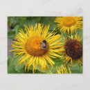 Search for bumble bees postcards Daisy