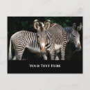 Search for grevy Equine