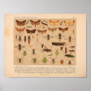 Search for vintage insect art Bugs