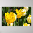 Search for yellow tulip posters Nature