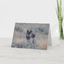 Search for grey wolf cards Nature