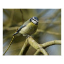 Search for tree branches posters Wildlife