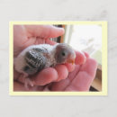 Search for rufus postcards Bird