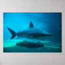 Search for dusky posters Animal
