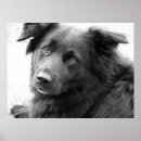 Search for mutt posters Mixed breed